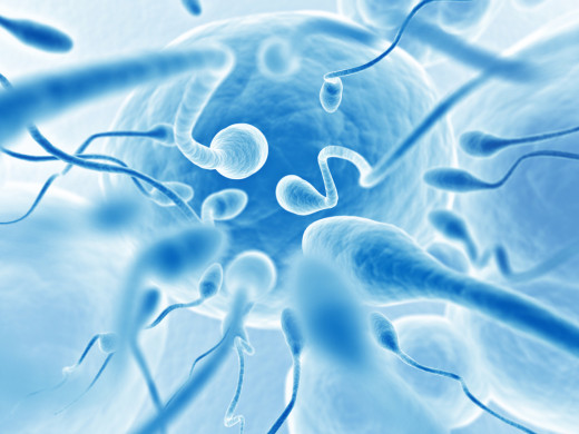 Statiny a mužská fertilita